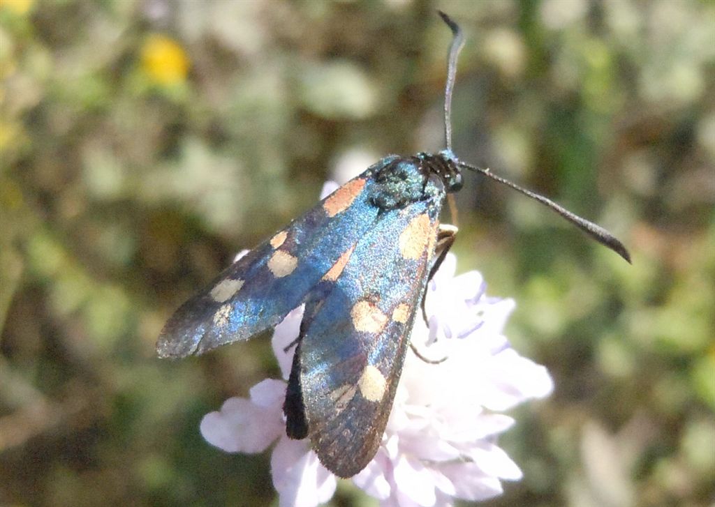 Zygaena filipendulae